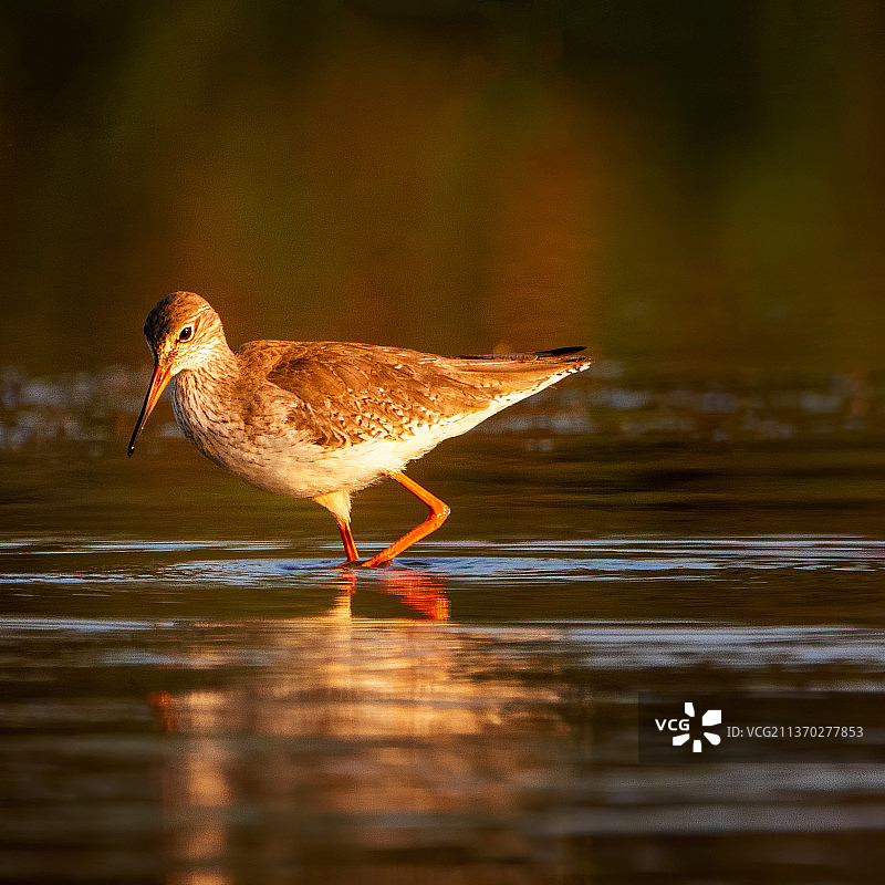 矶鹬栖息在湖中特写图片素材