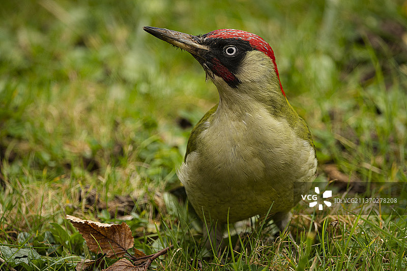 绿峰啄木鸟特写，栖息在法国南特草地上图片素材