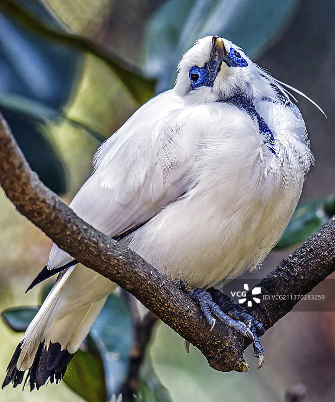 仰望天空的巴厘岛八哥鸟，栖息在树枝上的喜鹊特写图片素材