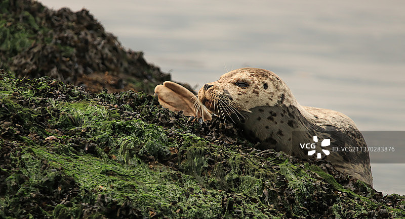 宁静的星期天，海狮在岩石上的特写镜头图片素材
