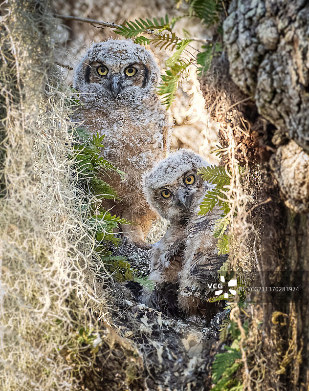 两只小猫头鹰：树干上的猫头鹰特写（美国，菲利普公园）图片素材