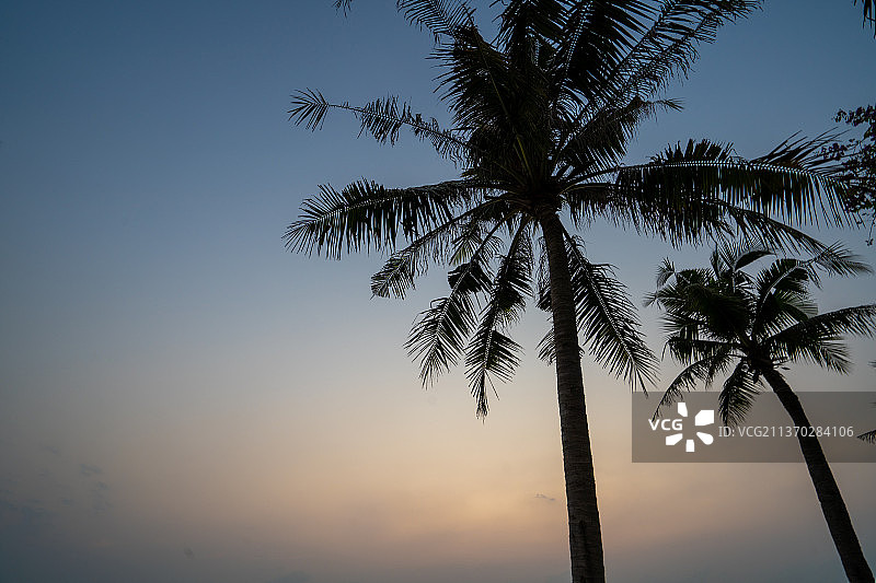 泰国华欣日落时分的椰子树剪影图片素材
