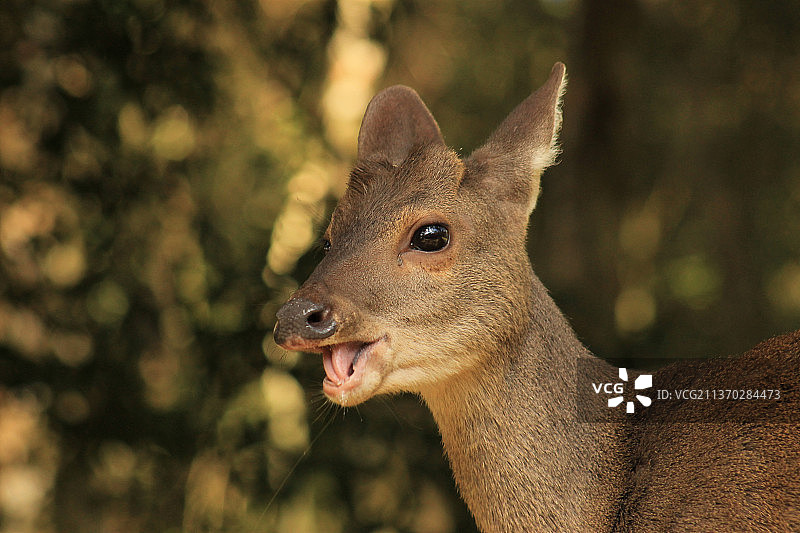 甜美邂逅：巴西利马的鹿图片素材