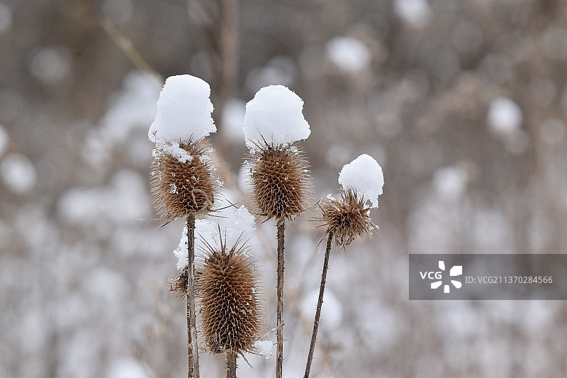 雪天里的蓟，香农代尔斯普林斯野生动物管理区冬季枯萎植物特写，美国图片素材