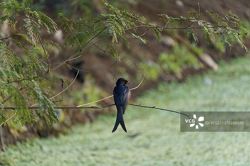 黑卷尾和翠鸟图片素材