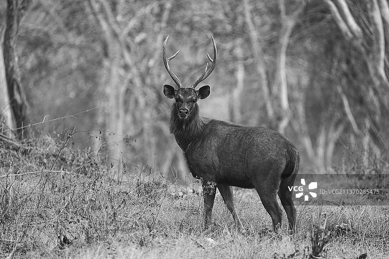 灰度马鹿田野肖像图片素材