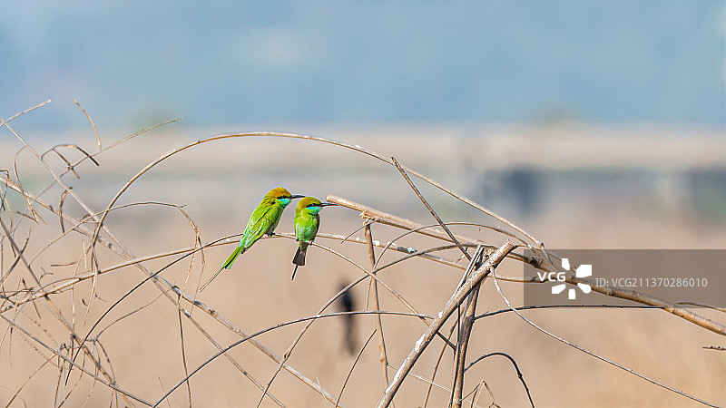 一对绿蜂虎特写：蜜蜂栖息在植物上，乌兰，印度图片素材