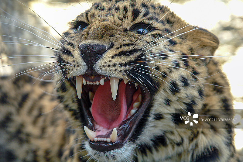 美丽的豹子在咆哮，阿穆尔豹打呵欠特写图片素材