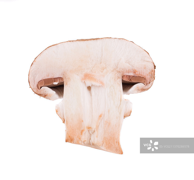 白蘑菇特写，背景为白色，摩尔多瓦图片素材