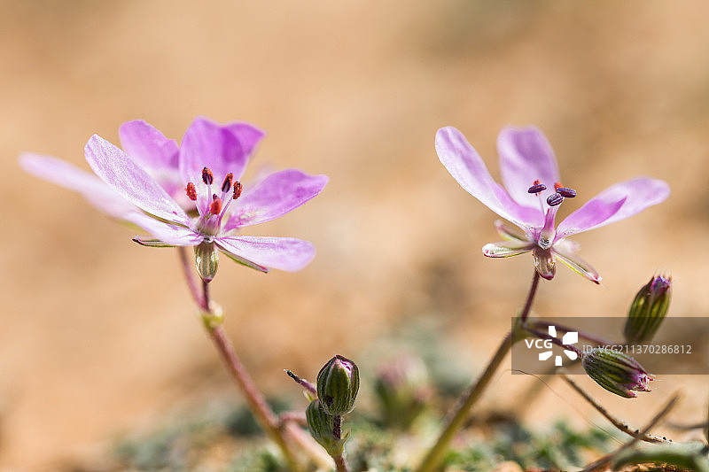 阳光下的紫色开花植物特写图片素材