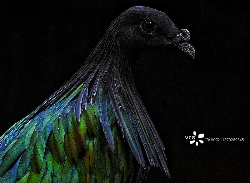 黑暗中的孔雀特写图片素材
