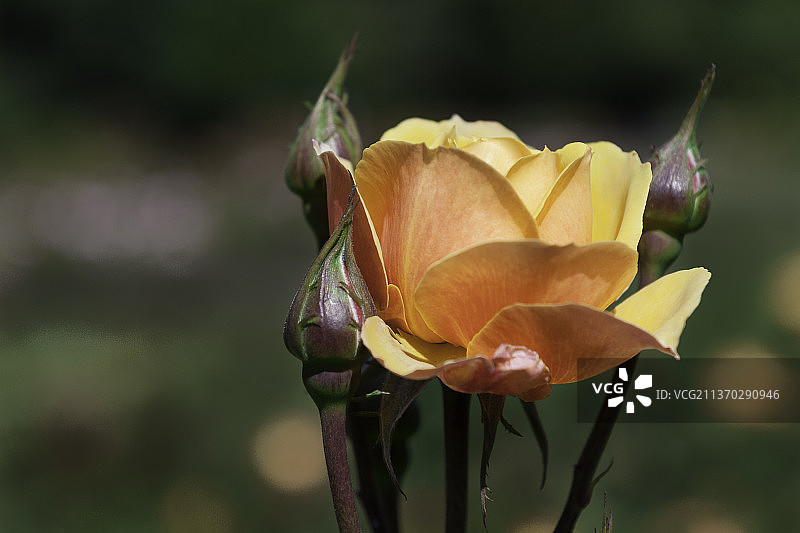 加拿大不列颠哥伦比亚省温哥华玫瑰植物特写图片素材