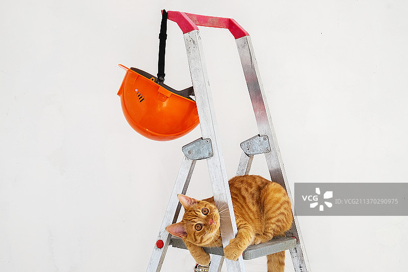 施工用梯子上，有安全头盔和有趣的红色小猫图片素材