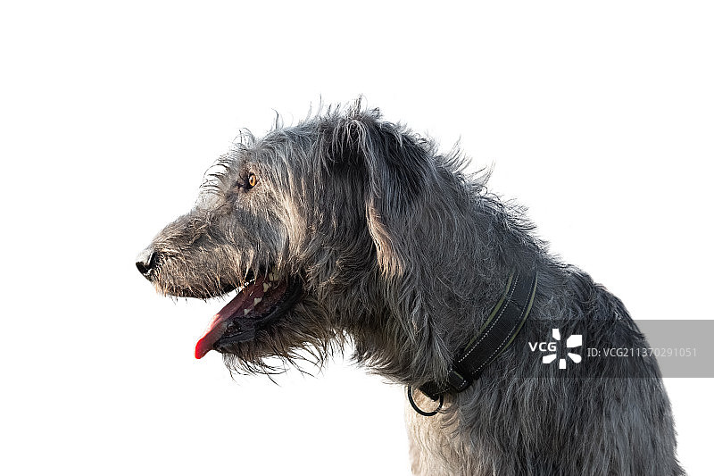 爱尔兰猎狼犬：一只巨大的灰色狗侧视图片素材