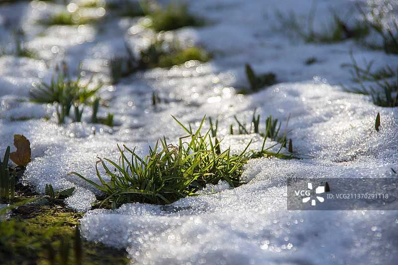 春意盎然：乌克兰雪地冰冻植物特写图片素材
