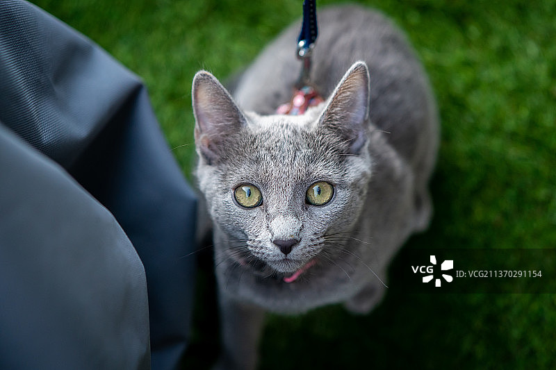 可爱的俄罗斯蓝猫小猫，坐在草地上的猫咪高角度肖像图片素材