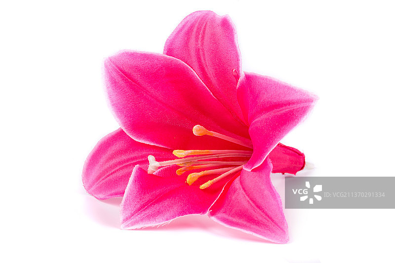 白色背景上的粉色百合特写，摩尔多瓦图片素材