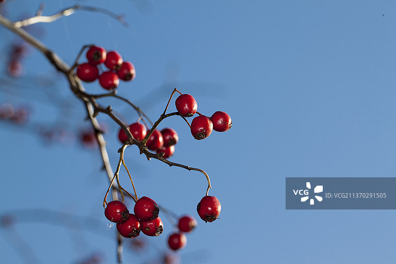 特写：晴空下摩尔多瓦山楂树上的红色浆果图片素材