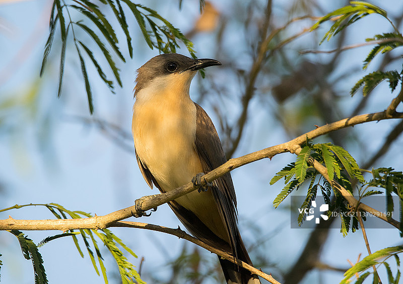 肉桂小鹃，栖息在树枝上的雀形鸣禽的低角度视图，阿根廷圣达菲图片素材
