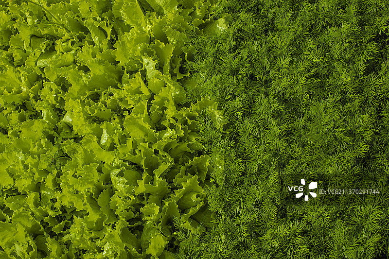 生菜和莳萝的绿色背景，摩尔多瓦图片素材