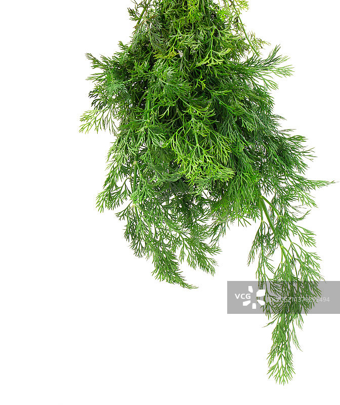 莳萝束，白色背景下的绿叶特写，摩尔多瓦图片素材