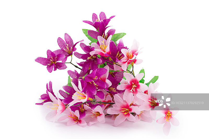 白色背景上的粉色花朵特写，摩尔多瓦图片素材