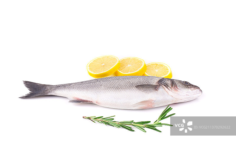 新鲜的莳萝鱼，白色背景下的海鲷特写，摩尔多瓦图片素材