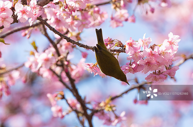 日本白眼鸟与兰内斯山樱，栖息在樱花上的鸣禽低角度视图图片素材
