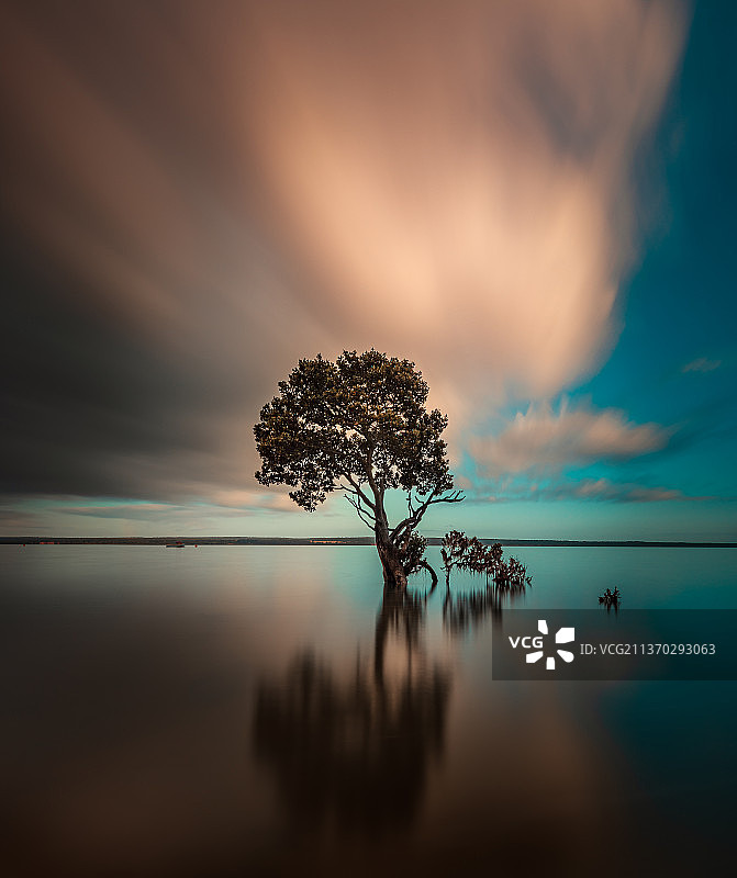 日落时分澳大利亚维多利亚州滕比角海边的树木剪影图片素材