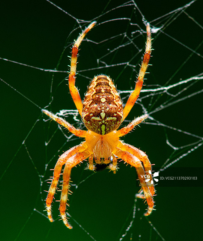 欧洲园蛛特写，位于乌克兰外喀尔巴阡州的网上图片素材