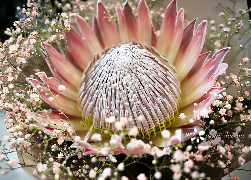 帝王花，粉红色植物特写，立陶宛图片素材