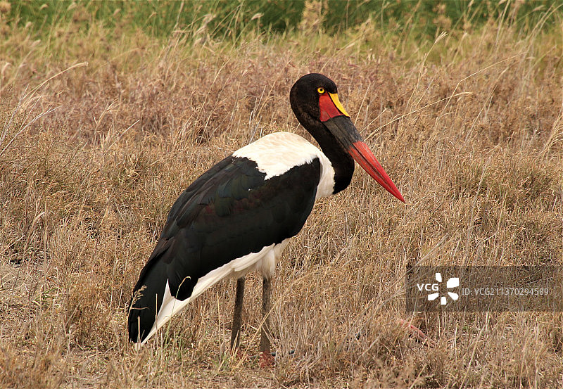 坦桑尼亚阿鲁沙栖息在田野上的鹳鸟特写图片素材
