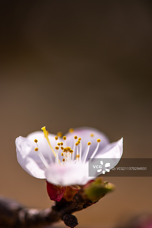 杏树枝上的杏花特写图片素材