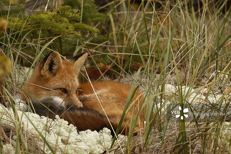 狐狸在草地上休息（安大略省，加拿大）图片素材