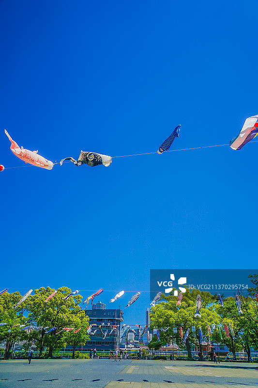 蓝天鲤鱼旗，风筝在晴朗的蓝天下飞舞（低角度）图片素材