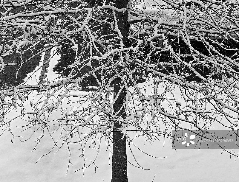 纽约韦斯特伯里天空下的树木图片素材