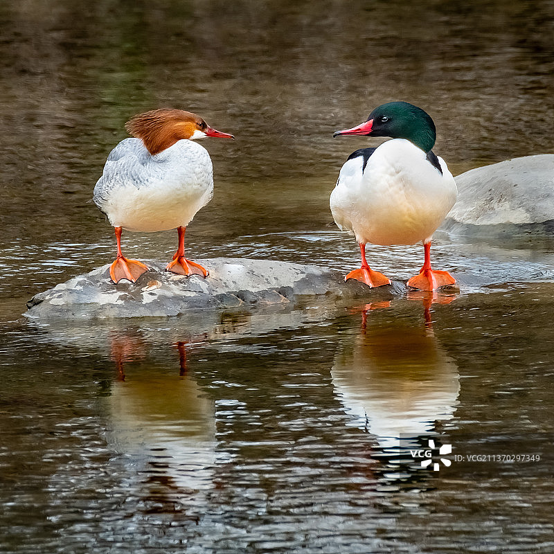 普通秋沙鸭，栖息在湖上的鸟类特写，卡泽诺维亚公园，美国图片素材