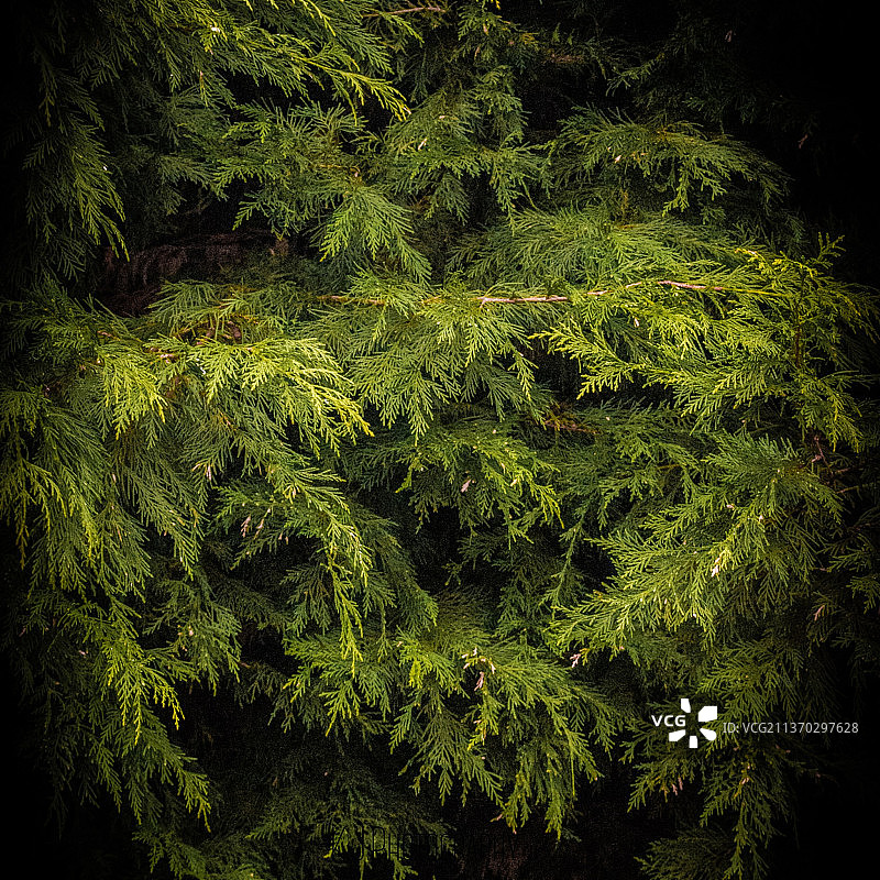 生长在森林中的树木图片素材