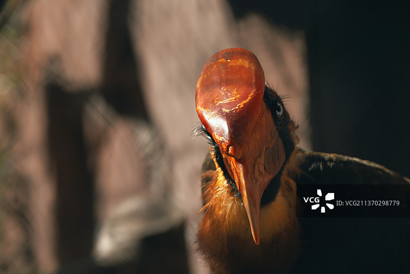 犀鸟特写图片素材