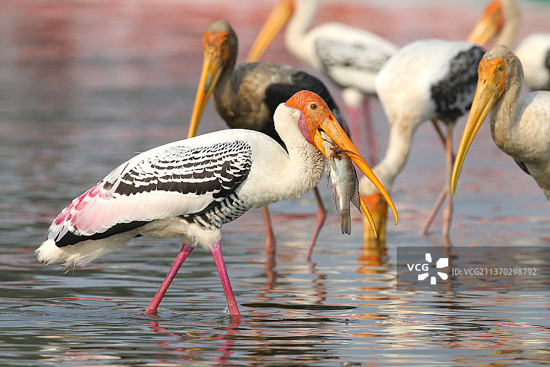 湖中火烈鸟特写图片素材