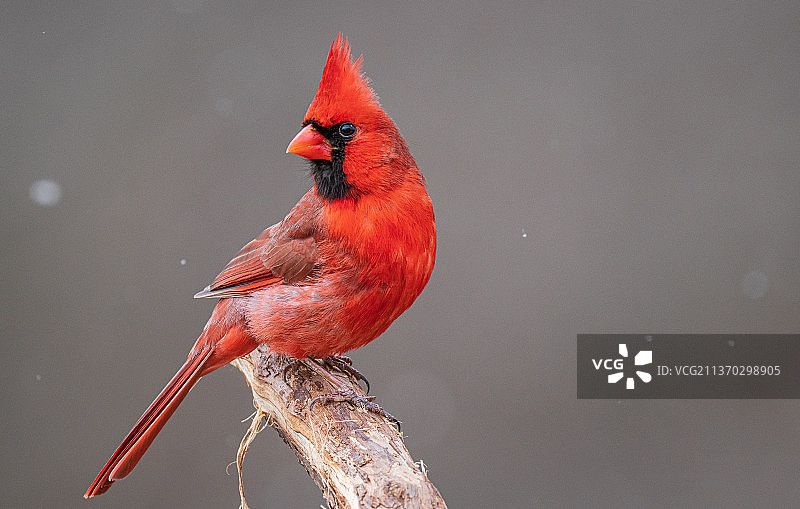 红雀特写：栖息于树枝上，美国俄亥俄州马里埃塔图片素材