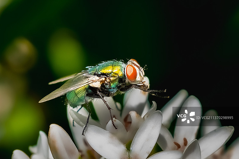 绿蝇特写，美国纽约州布法罗图片素材