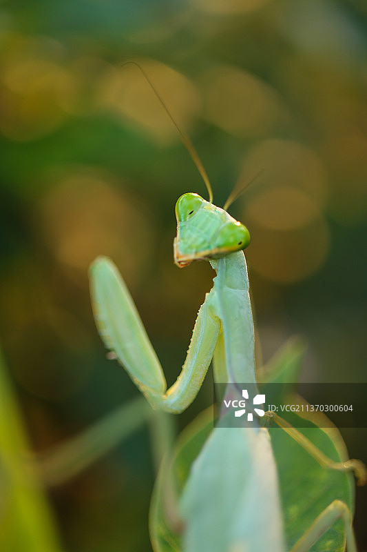 植物上的螳螂特写图片素材