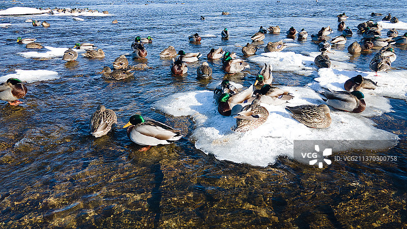 美国威斯康星州阿普尔顿阳光明媚的冰河上的鸭子图片素材