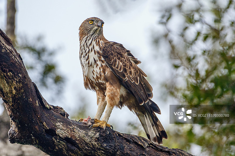 凤头鹰雕，栖息在树枝上的低角度视图，斯里兰卡图片素材