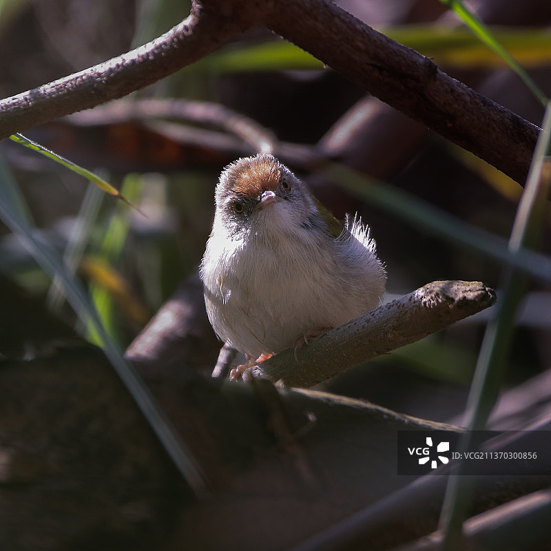 缝叶莺栖息在树枝上特写图片素材