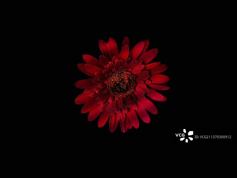 特写红色的花反对黑色的背景与阴影图片素材