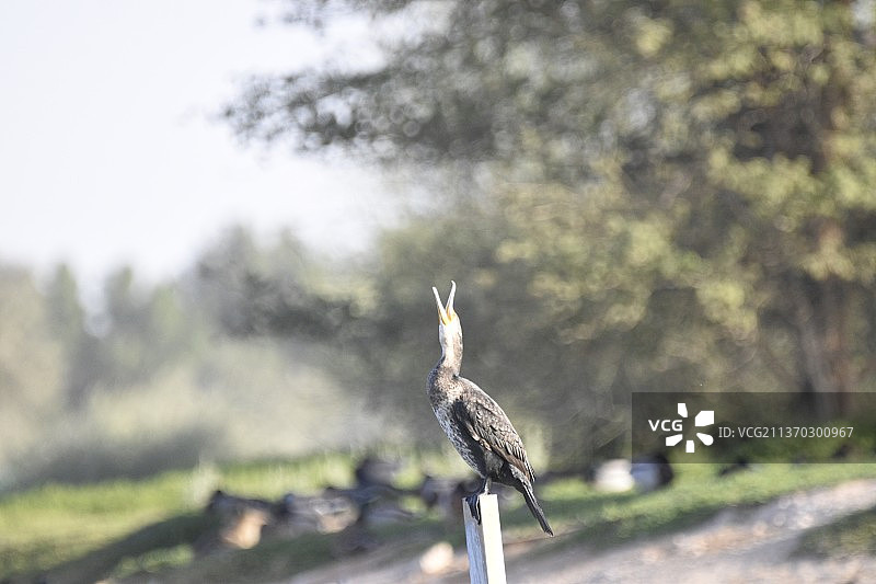 阿拉伯联合酋长国，栏杆上栖息的黄色鸬鹚鸟特写图片素材