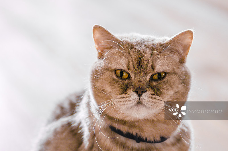 美丽的咖啡色猫咪特写图片素材