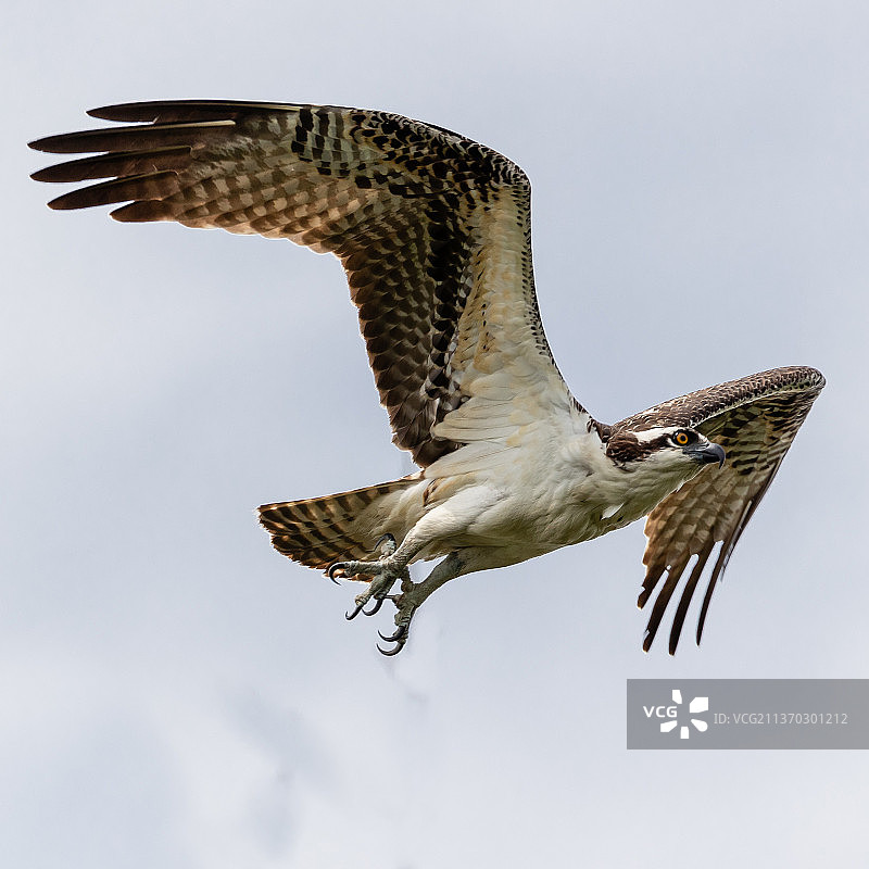 鱼鹰翱翔（低角度仰视，格林县，佐治亚州）图片素材